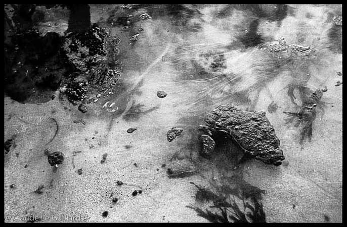 marée noire de l'Erika, Le Croisic, 29/12/1999