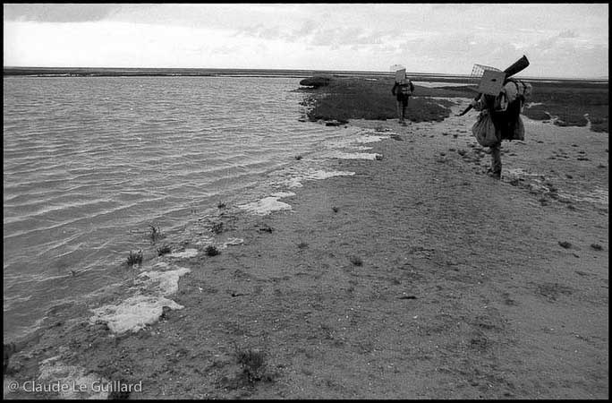 Chasse de nuit aux oiseaux migrateurs, en baie du Mont Saint-Michel, dans un gabion