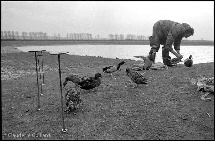 Chasse de nuit aux oiseaux migrateurs, en baie du Mont Saint-Michel, dans un gabion