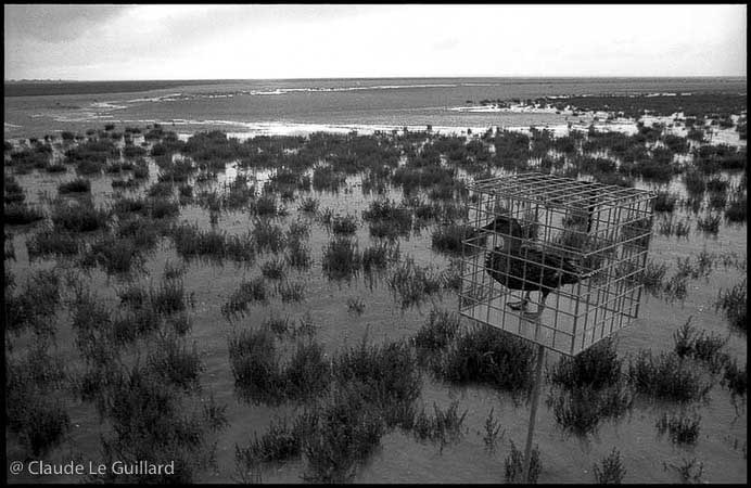 Chasse de nuit aux oiseaux migrateurs, en baie du Mont Saint-Michel, dans un gabion