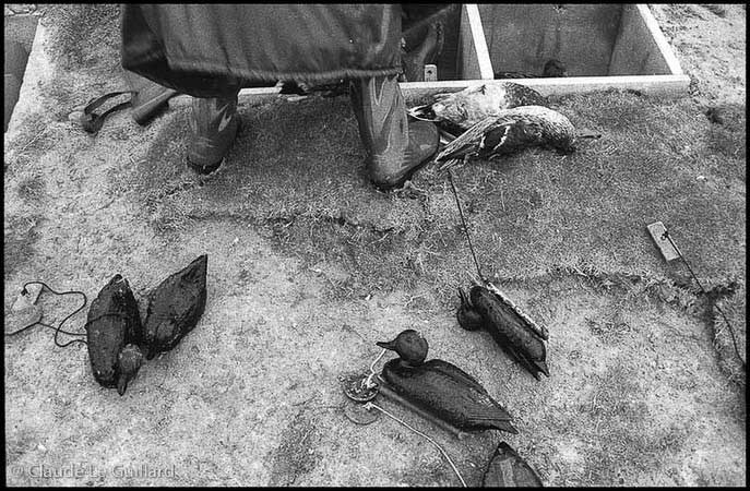 Chasse de nuit aux oiseaux migrateurs, en baie du Mont Saint-Michel, dans un gabion